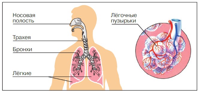 Окружающий мир 3 класс учебник Плешаков 1 часть страница 138, номер. Год 2023.