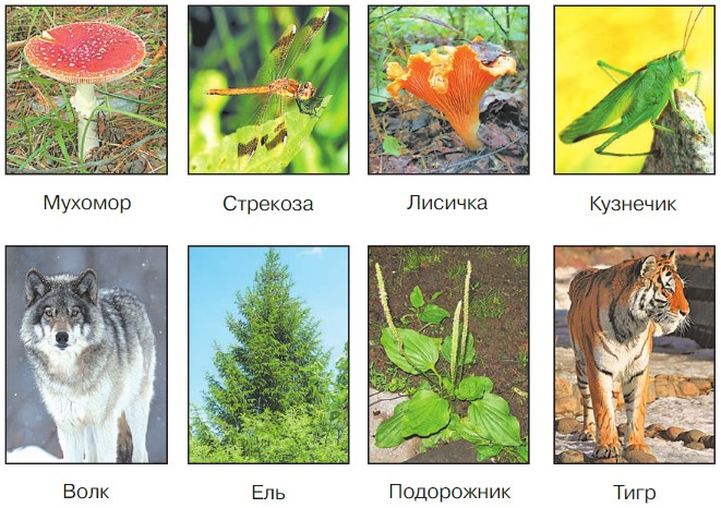 Окружающий мир 3 класс учебник Плешаков 1 часть страница 32, номер 1. Год 2023.